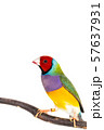 Gouldian finch Bird 57637931