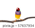 Gouldian finch Bird 57637934