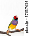 Gouldian finch Bird 57637936