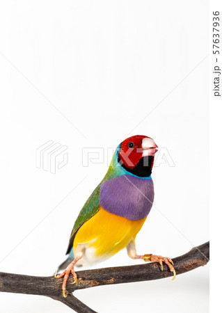 Gouldian finch Bird Gouldian finch Bird 57637936