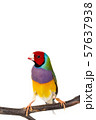 Gouldian finch Bird 57637938