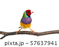 Gouldian finch Bird 57637941