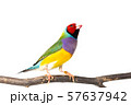 Gouldian finch Bird 57637942