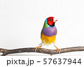 Gouldian finch Bird 57637944