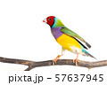 Gouldian finch Bird 57637945