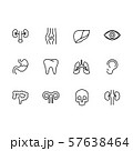 Human internal organs line set icons. Medical anatomical symbols. Modern physiological conceptual 57638464