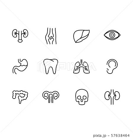 Human internal organs line set icons. Medical anatomical symbols. Modern physiological conceptual Human internal organs line set icons. Medical anatomical symbols. Modern physiological conceptual 57638464