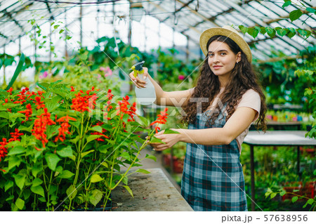 Portrait of pretty girl farmer using spray bottle in greenhouse watering flowers Portrait of pretty girl farmer using spray bottle in greenhouse watering flowers 57638956