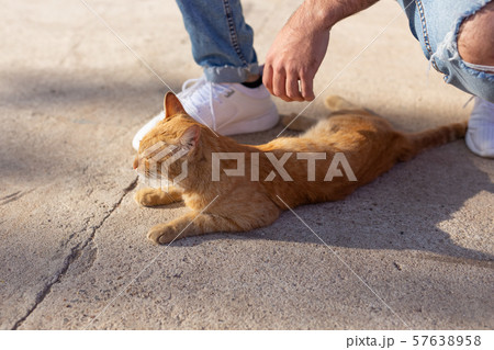 Pets and animals concept - Handsome young man plays with cute red cat outdoors, close-up Pets and animals concept - Handsome young man plays with cute red cat outdoors, close-up 57638958