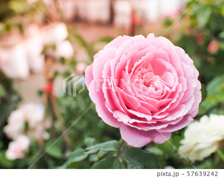 Beautiful pink rose in the rose garden. Beautiful pink rose in the rose garden. 57639242