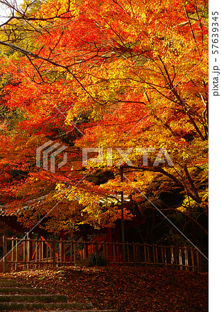 紅葉谷公園（山口県：岩国） 57639345