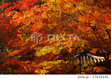 紅葉谷公園(山口県:岩国) 紅葉谷公園(山口県:岩国) 57639346