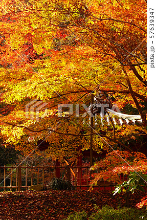 紅葉谷公園(山口県:岩国) 紅葉谷公園(山口県:岩国) 57639347