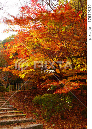 紅葉谷公園（山口県：岩国） 57639350