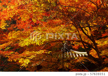 紅葉谷公園(山口県:岩国) 紅葉谷公園(山口県:岩国) 57639351