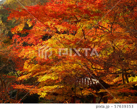 紅葉谷公園（山口県：岩国） 57639353
