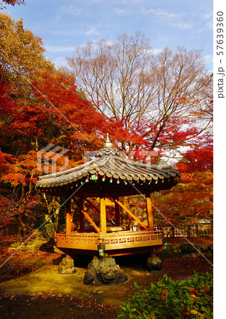 紅葉谷公園(山口県:岩国) 紅葉谷公園(山口県:岩国) 57639360