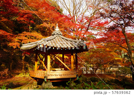 紅葉谷公園（山口県：岩国） 57639362