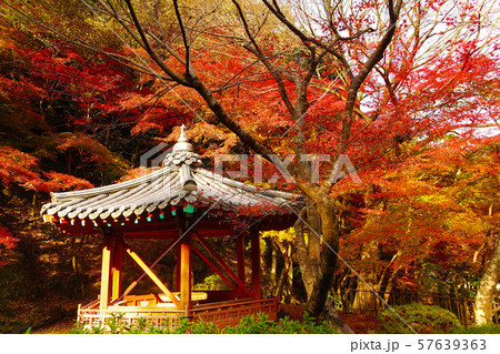紅葉谷公園（山口県：岩国） 57639363