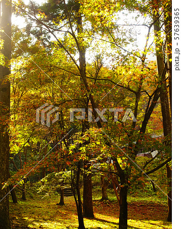 紅葉谷公園(山口県:岩国) 紅葉谷公園(山口県:岩国) 57639365
