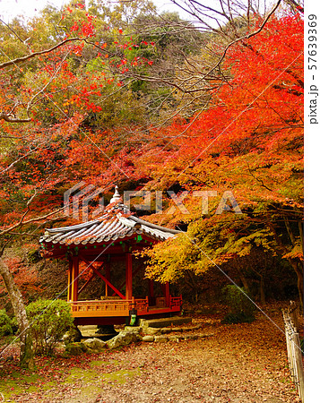 紅葉谷公園（山口県：岩国） 57639369