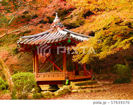 紅葉谷公園(山口県:岩国) 紅葉谷公園(山口県:岩国) 57639370