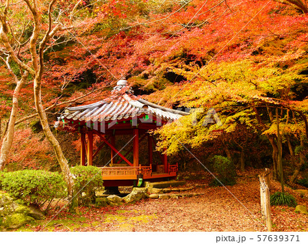 紅葉谷公園（山口県：岩国） 57639371