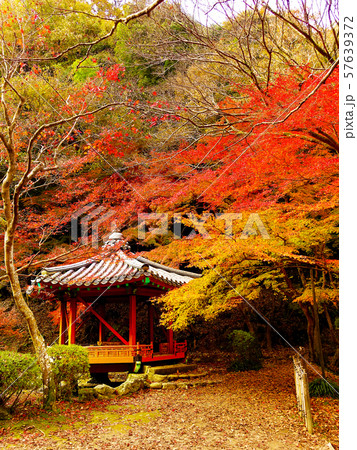紅葉谷公園（山口県：岩国） 57639372
