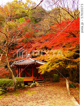 紅葉谷公園（山口県：岩国） 57639373