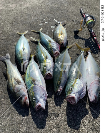 Tubasu fishing with light shore jigging  57640392