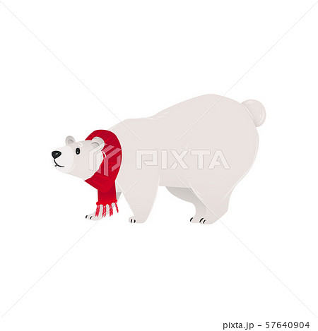 A polar bear in a red scarf stands on all fours, a character for winter and Christmas cards. 57640904