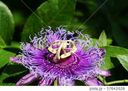 トケイソウ Passion flower トケイソウ Passion flower 57642026