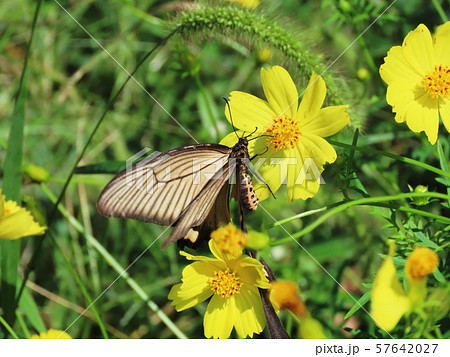 クロアゲハ　Papilio protenor 57642027