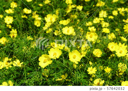 キバナコスモス Cosmos sulphureus キバナコスモス Cosmos sulphureus 57642032