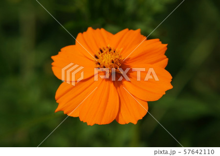 キバナコスモス Cosmos sulphureus キバナコスモス Cosmos sulphureus 57642110