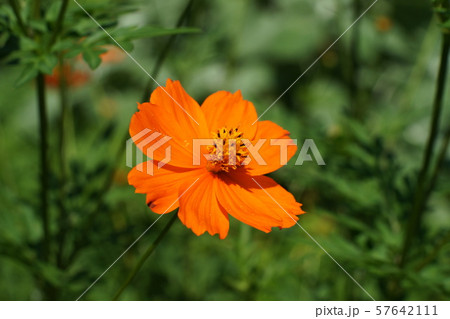 キバナコスモス Cosmos sulphureus キバナコスモス Cosmos sulphureus 57642111