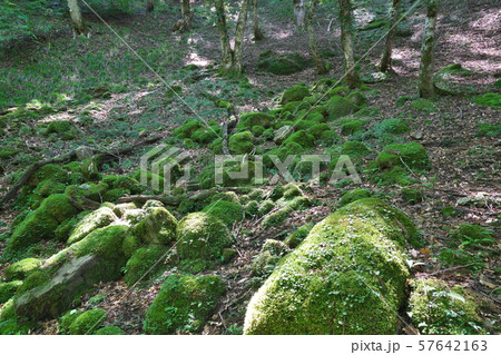 《鳥取県》芦津渓谷 57642163