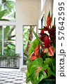 Royal Hawaiiann Hotel courtyard 57642595