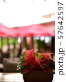 Royal Hawaiian Hotel Lobby 57642597