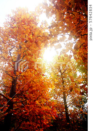 深まる秋、ユリノキの紅葉 深まる秋、ユリノキの紅葉 57642834