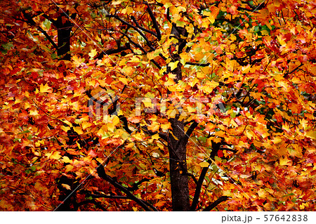 深まる秋、ユリノキの紅葉 57642838