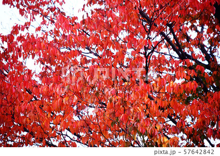 深まる秋、山桜の紅葉 57642842