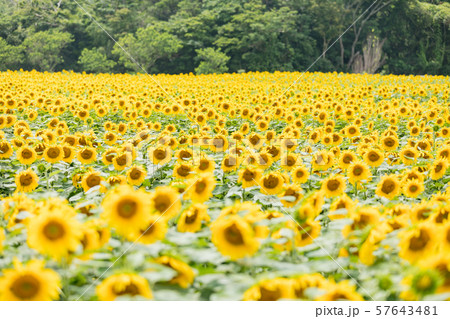 夏　ひまわり 57643481
