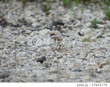 コチドリのヒナ コチドリのヒナ 57643779