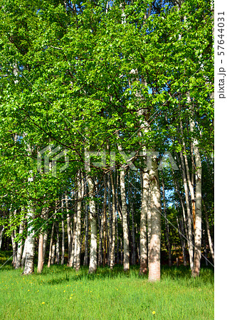 しらかんば林 57644031