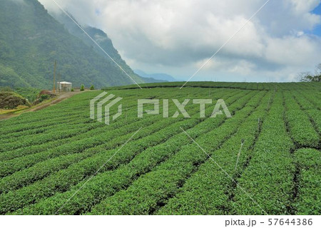 台湾 ウーロン茶 烏龍茶 57644386