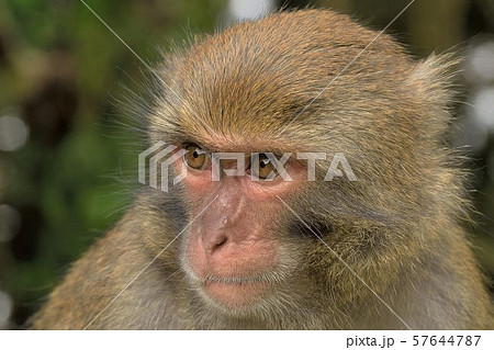 マカクザル オナガザル科 さる 57644787