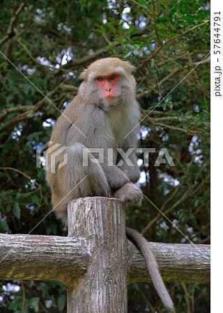 マカクザル オナガザル科 さる 57644791