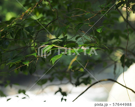 菊池渓谷 kikuchi gorge 菊池渓谷 kikuchi gorge 57644988