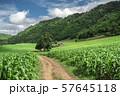 soil paths flanked by green growing corn field 57645118